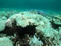 Coral Bleaching Work Group 3