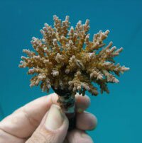 Coral Peg fig1 and 2