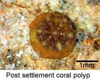 Post Settlement coral polyp