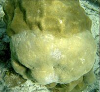 Coral tumors on a massive coral 